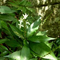 Pseuderanthemum latifolium (Vahl) B.Hansen